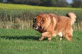 DOGUE DU TIBET 623